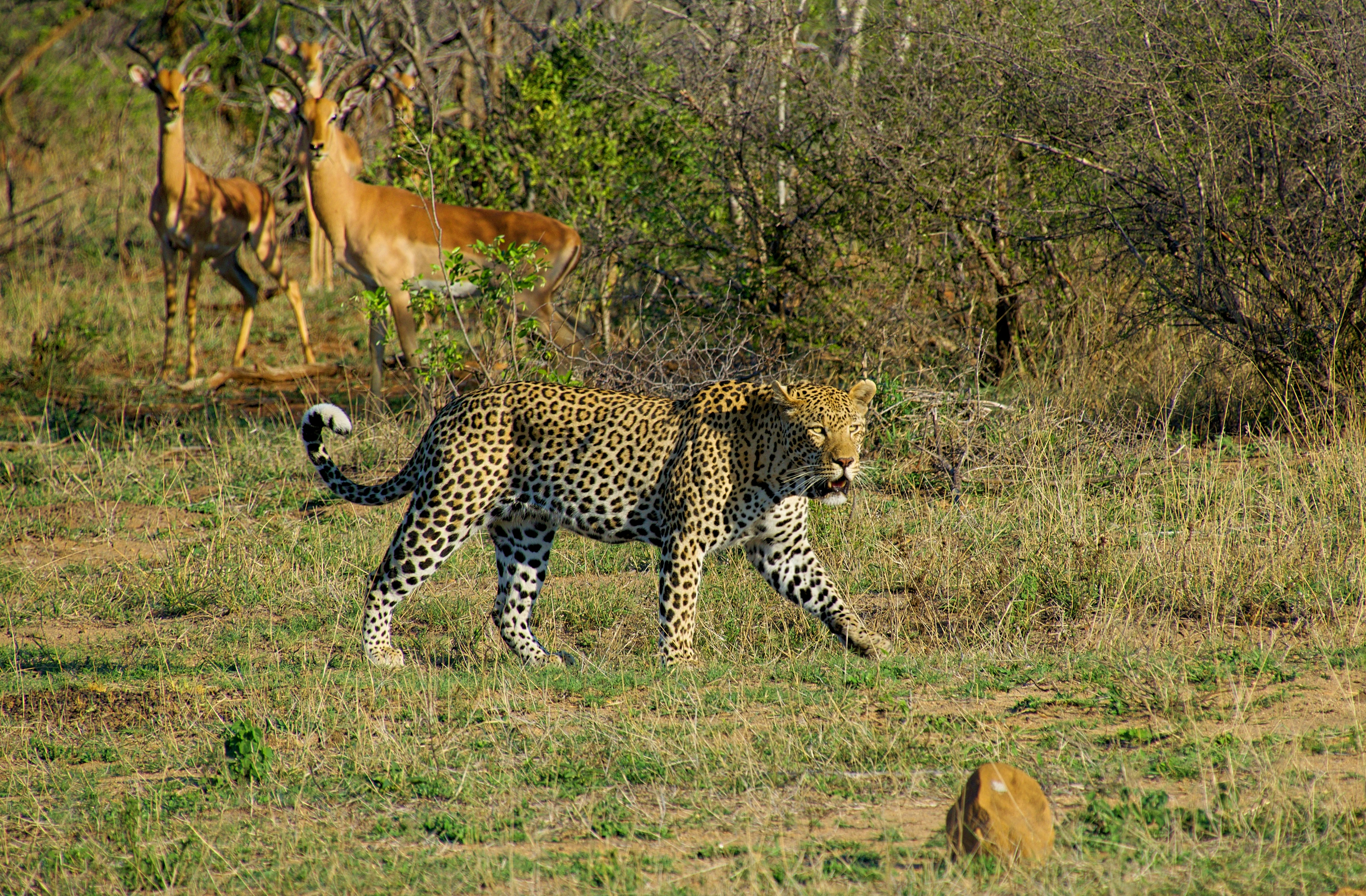 white, black, and brown tiger on green lawn grasses